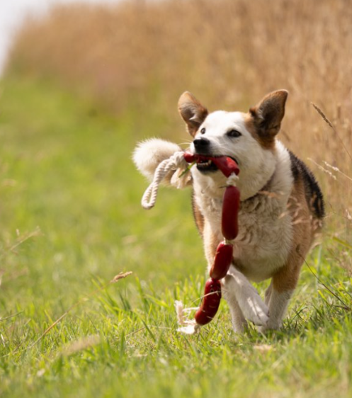 Sausage on a Rope Dog Toy