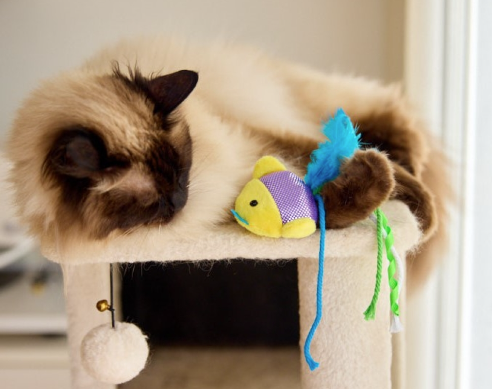 Catkins Shiny Fish Plush Cat Toy