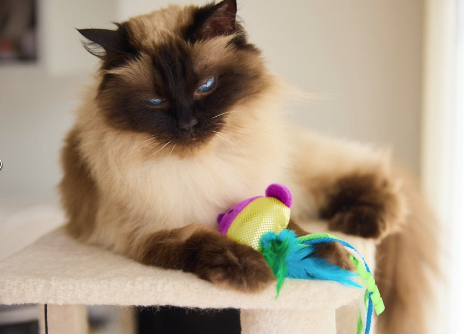 Catkins Shiny Fish Plush Cat Toy