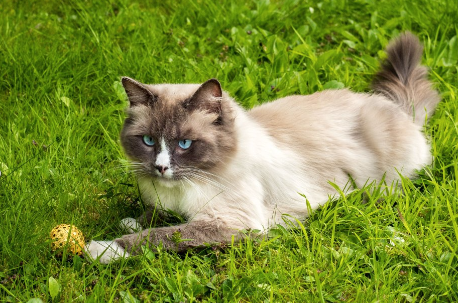 Catkins 3 Pack Cat Toy Glitter Balls